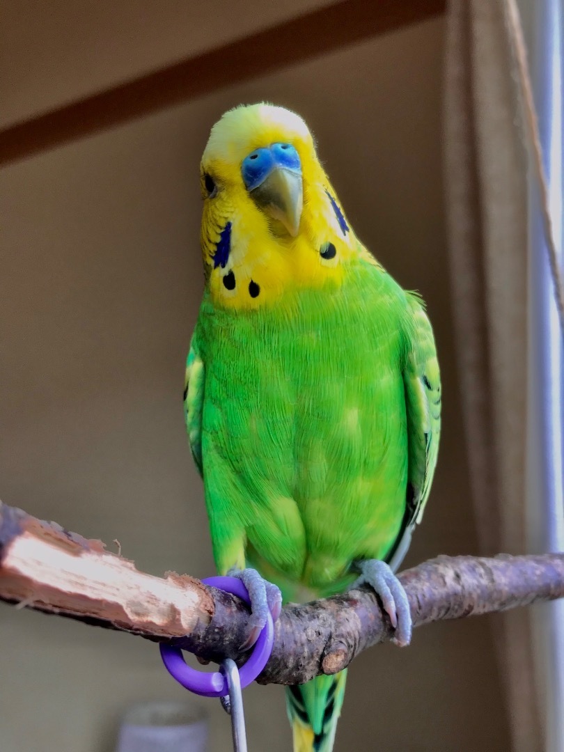 ブランコ インコ